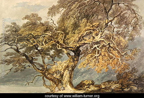 a-great-tree-