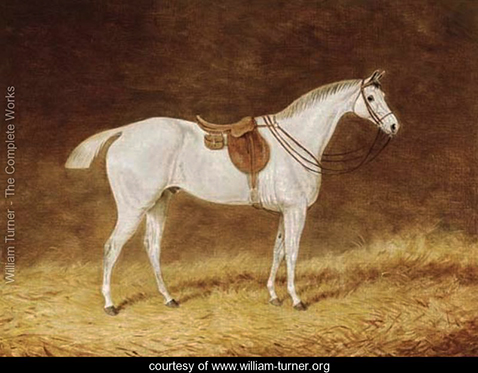 a-saddled-grey-hunter-in-a-stable