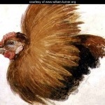 Game-Cock, from The Farnley Book of Birds - William Turner 