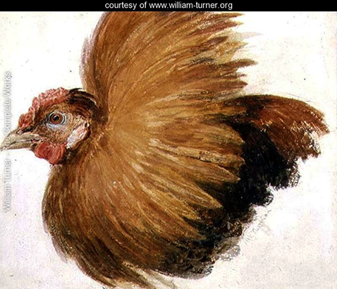 Game-Cock, from The Farnley Book of Birds - William Turner 